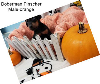 Doberman Pinscher Male-orange