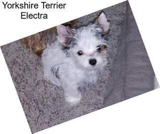 Yorkshire Terrier Electra