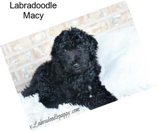 Labradoodle Macy