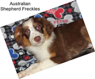 Australian Shepherd Freckles