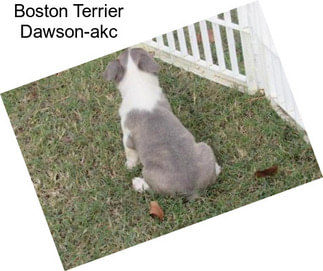 Boston Terrier Dawson-akc