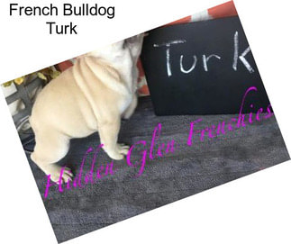 French Bulldog Turk