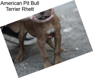 American Pit Bull Terrier Rhett