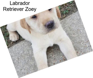 Labrador Retriever Zoey