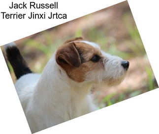 Jack Russell Terrier Jinxi Jrtca