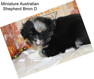 Miniature Australian Shepherd Bmm D