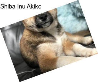 Shiba Inu Akiko