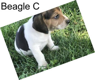 Beagle C