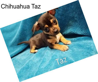 Chihuahua Taz