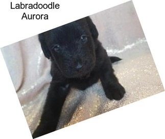 Labradoodle Aurora