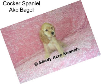 Cocker Spaniel Akc Bagel