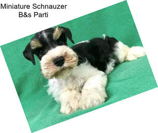 Miniature Schnauzer B&s Parti