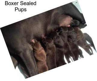 Boxer Sealed Pups