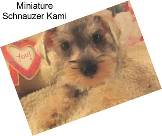 Miniature Schnauzer Kami