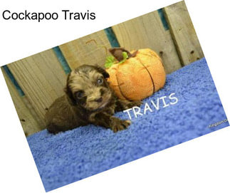 Cockapoo Travis