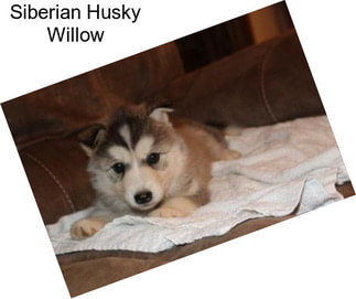 Siberian Husky Willow