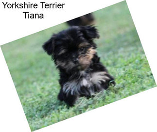 Yorkshire Terrier Tiana