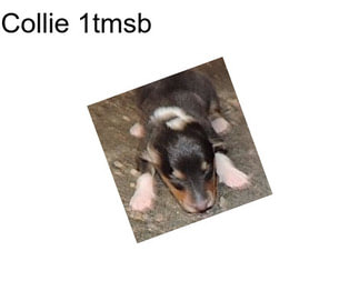 Collie 1tmsb