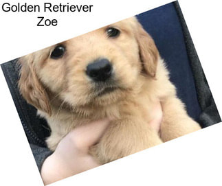 Golden Retriever Zoe