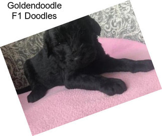 Goldendoodle F1 Doodles