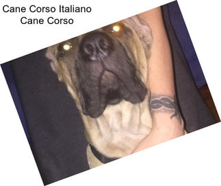 Cane Corso Italiano Cane Corso