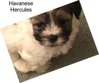 Havanese Hercules