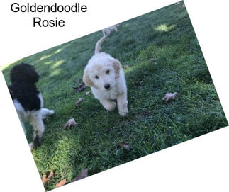 Goldendoodle Rosie