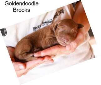 Goldendoodle Brooks