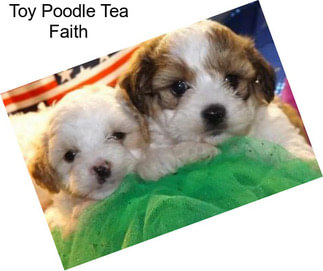 Toy Poodle Tea Faith