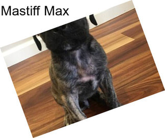 Mastiff Max