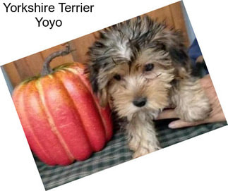 Yorkshire Terrier Yoyo