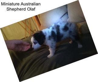 Miniature Australian Shepherd Olaf