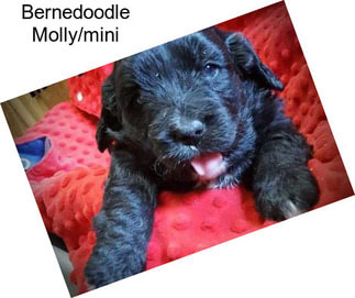 Bernedoodle Molly/mini