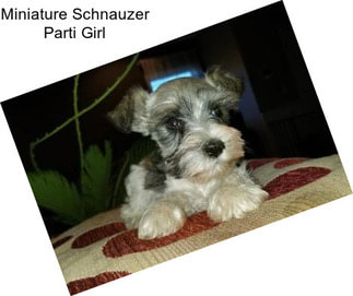 Miniature Schnauzer Parti Girl