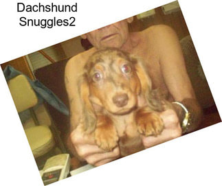 Dachshund Snuggles2