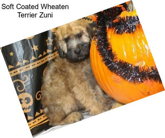 Soft Coated Wheaten Terrier Zuni