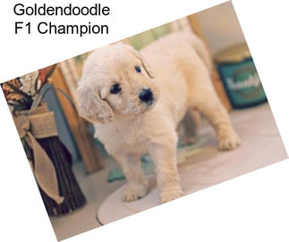 Goldendoodle F1 Champion