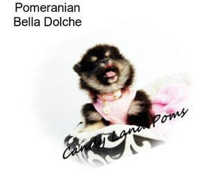Pomeranian Bella Dolche