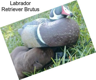 Labrador Retriever Brutus