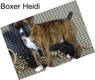 Boxer Heidi