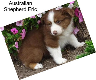 Australian Shepherd Eric