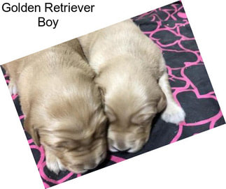 Golden Retriever Boy