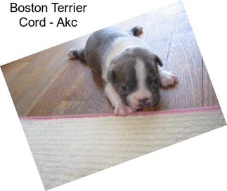 Boston Terrier Cord - Akc