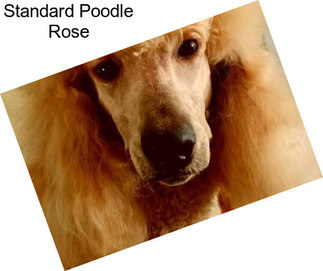 Standard Poodle Rose