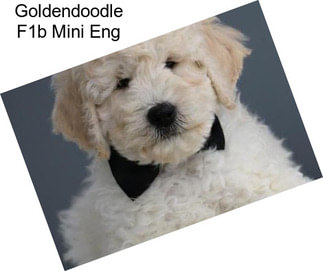 Goldendoodle F1b Mini Eng