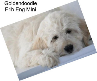 Goldendoodle F1b Eng Mini