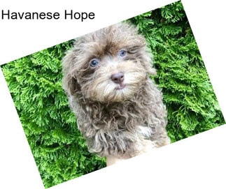 Havanese Hope