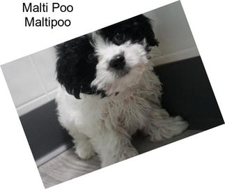 Malti Poo Maltipoo