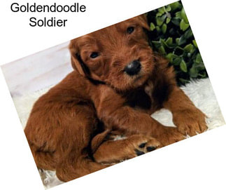 Goldendoodle Soldier