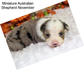 Miniature Australian Shepherd November